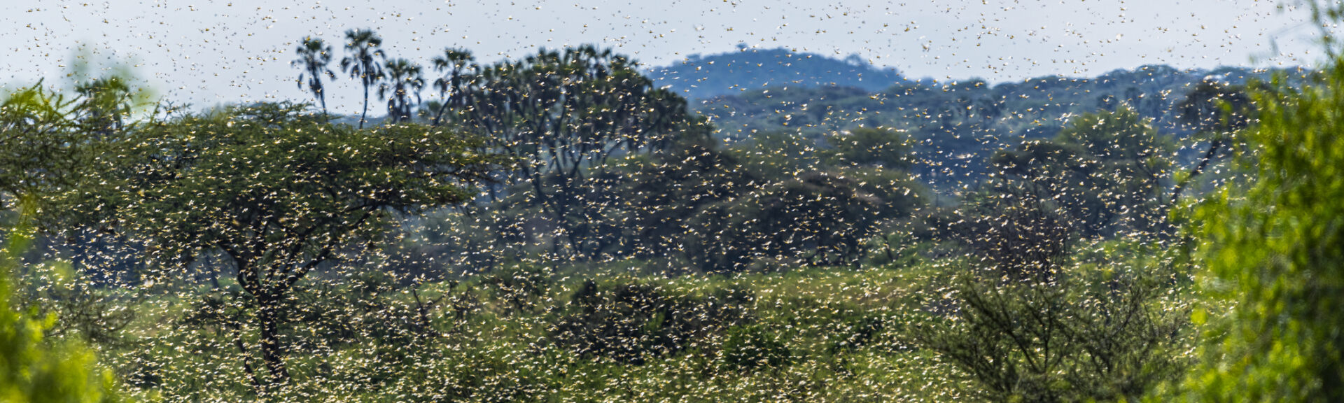 Large-scale flood hazard assessment