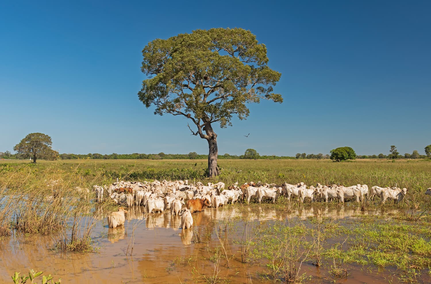 Large-scale flood hazard assessment